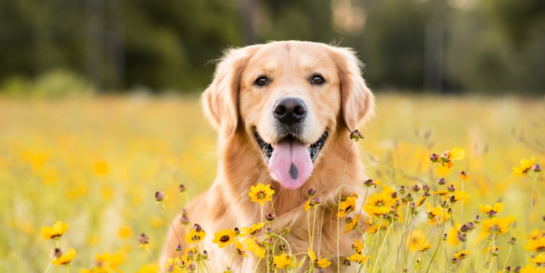 Monopets hond in weiland met gele bloemetjes