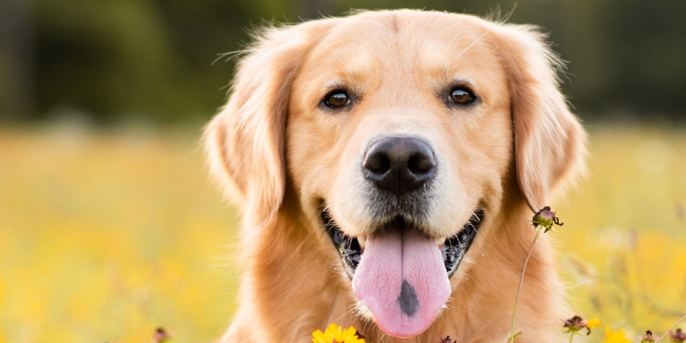 Monopets hond in weiland met gele bloemetjes